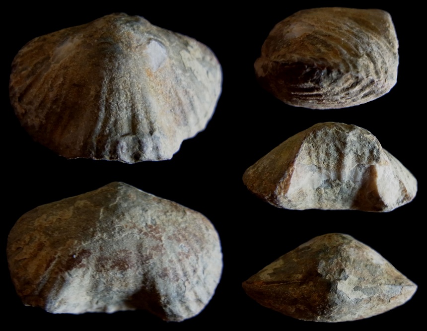 Brachiopode Sthenarirhynchus dionanti SARTENAER 1999