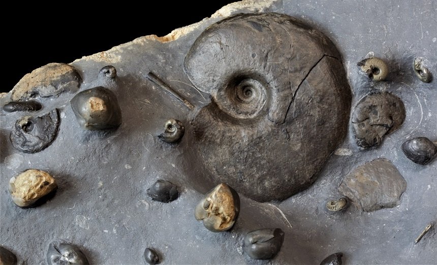 Manticoceras sp.