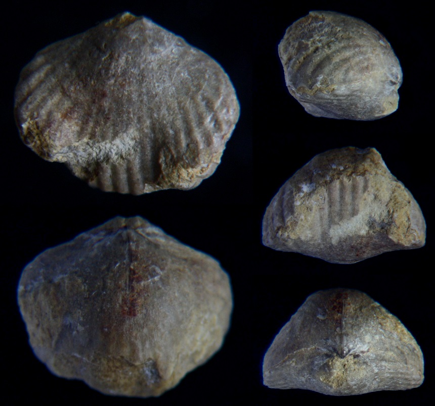 Brachiopode Parallelepipedorhynchus castellum SARTENAER 2008