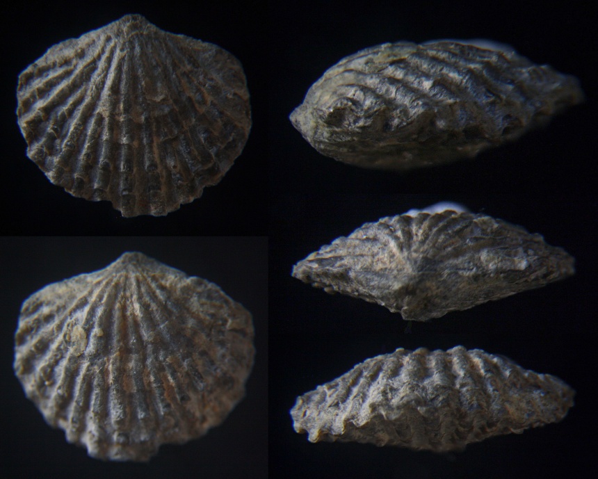 Brachiopode Spinatrypina (Exatrypa) marmoris MOTTEQUIN, 2008