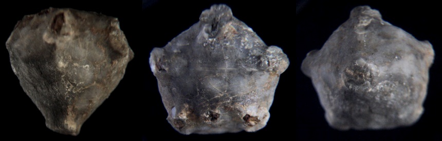 Crinoide Melocrinites hieroglyphicus (GOLDFUSS, 1823)