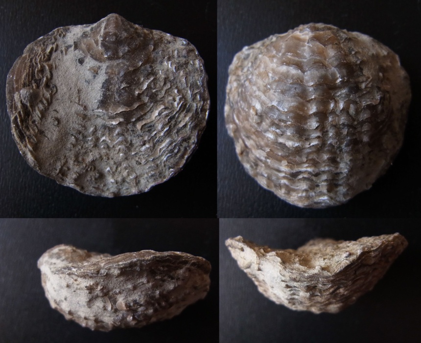 Brachiopode Spinatrypa rockfordensis (FENTON & FENTON)