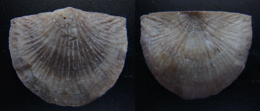 Brachiopode Strophonella reversa FENTON, 1918