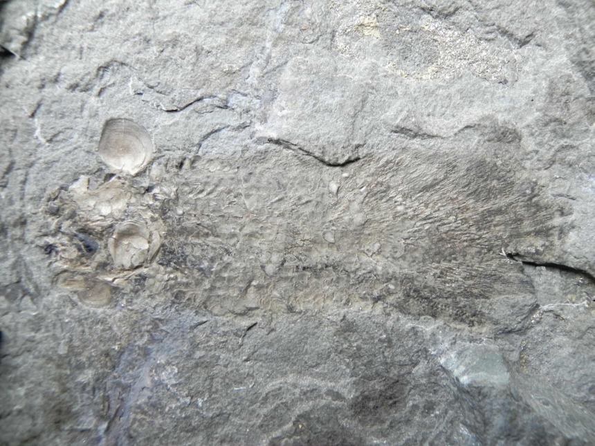 Scaumenacia curta Whiteaves, 1883
