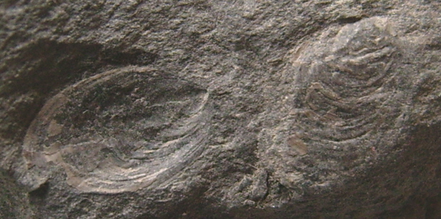 Brachiopode Lingula sp.