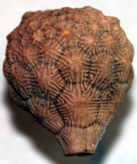 Crinoide, Melocrinites sp.