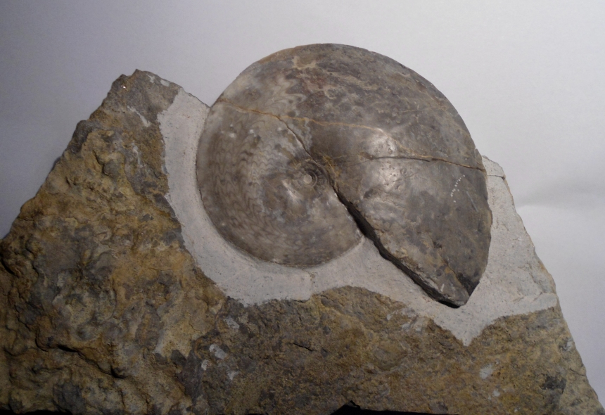 Beloceras tenuistriatum