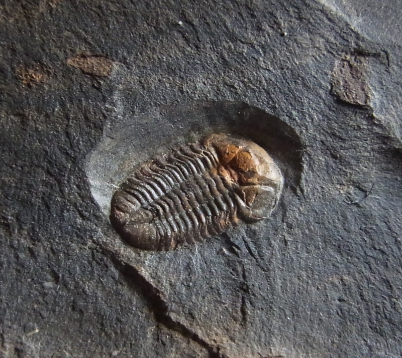 Trilobit Ductina (ductina) ductifrons