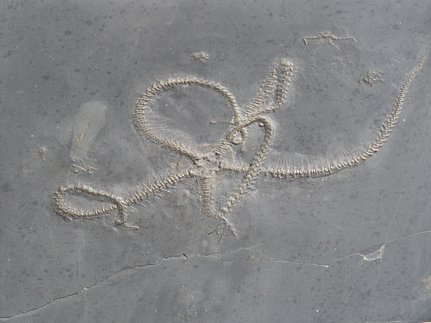 Eospondylus primigenius Stürtz, 1886