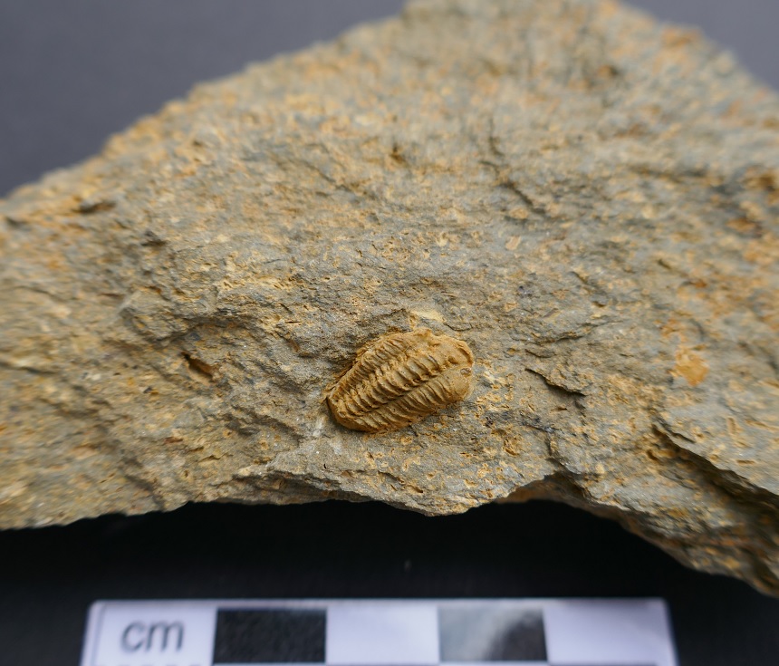 Acastoides sp.