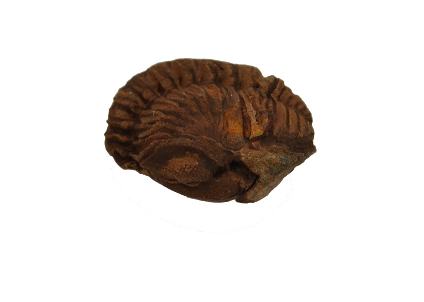Barrandeops sp.
