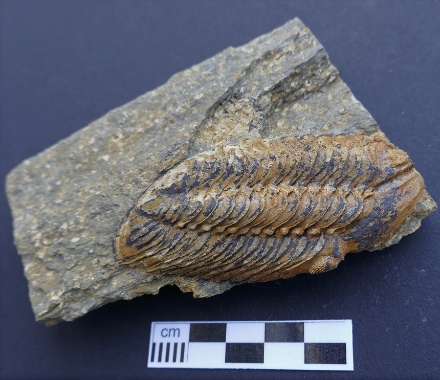 Barrandeops sp.