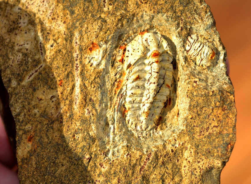 Kettneraspis seiberti