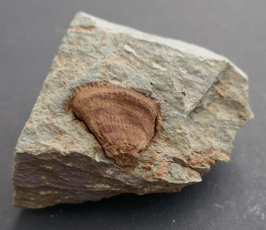 Koralle Hapsiphyllum sp.
