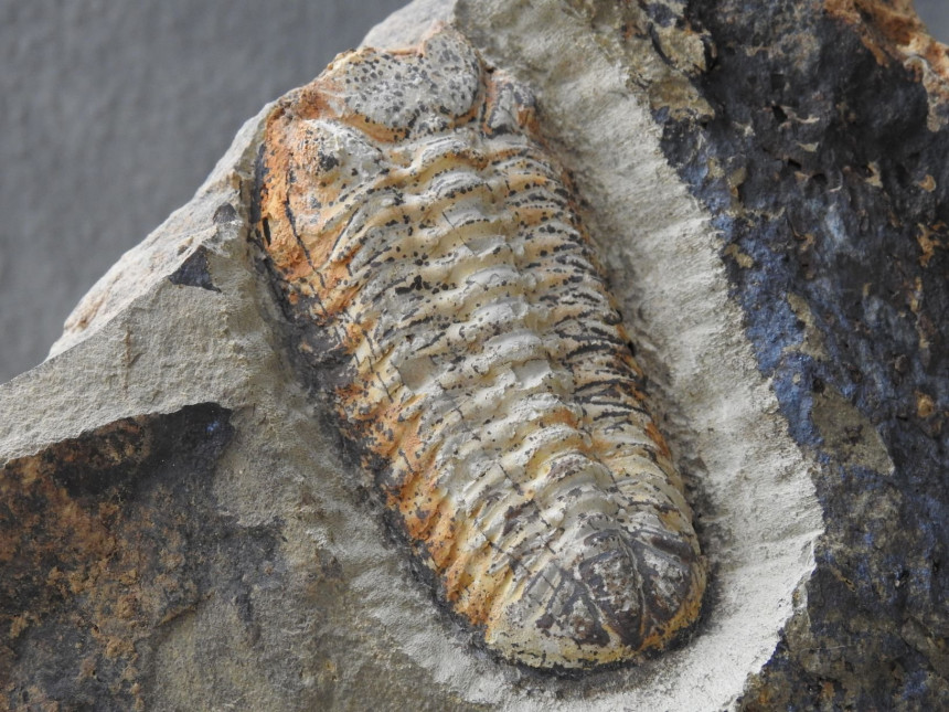 Pedinopariops sp.