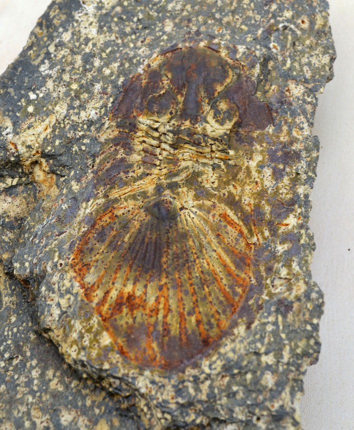 Scabriscutellum heidelbergerorum (Basse)