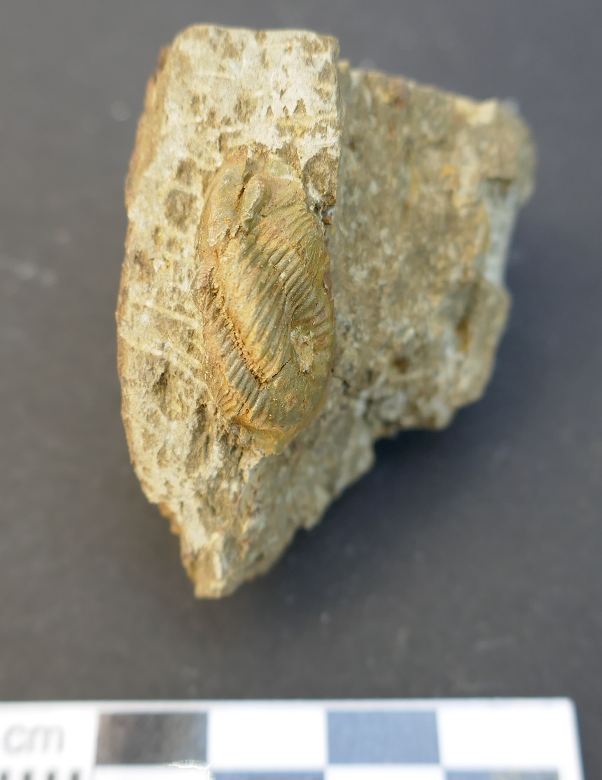 Paralejurus sp.