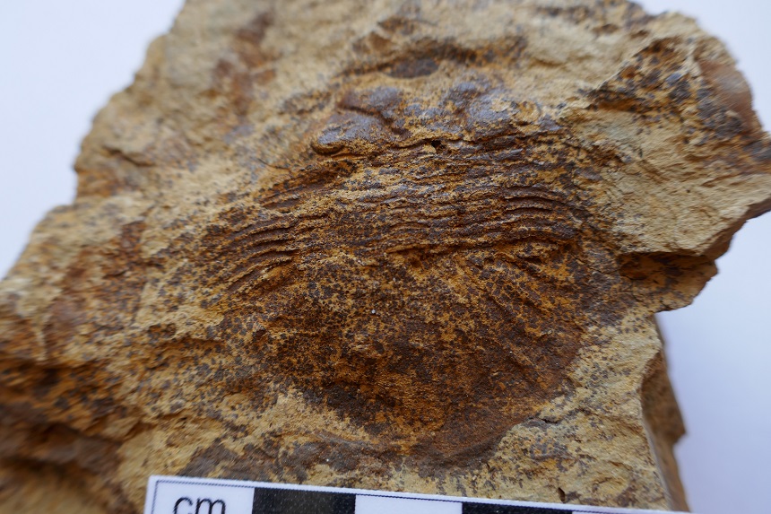Scabriscutellum sp.