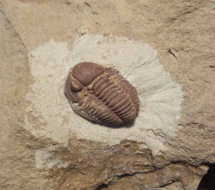 Trilobit Gerastos sp. 