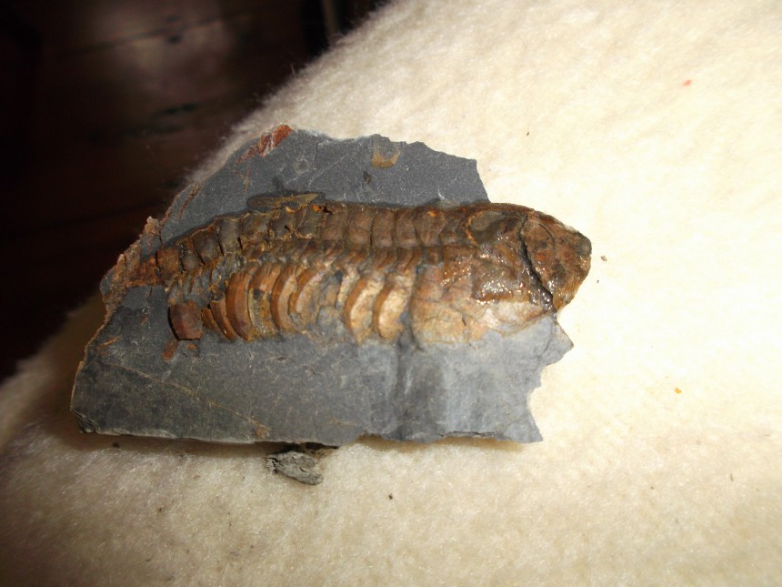 Trilobit, unbestimmt