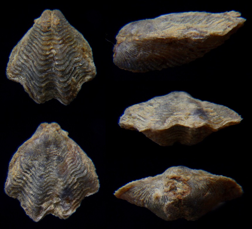 Brachiopode Plicathyris collensis ÁLVAREZ, 1990