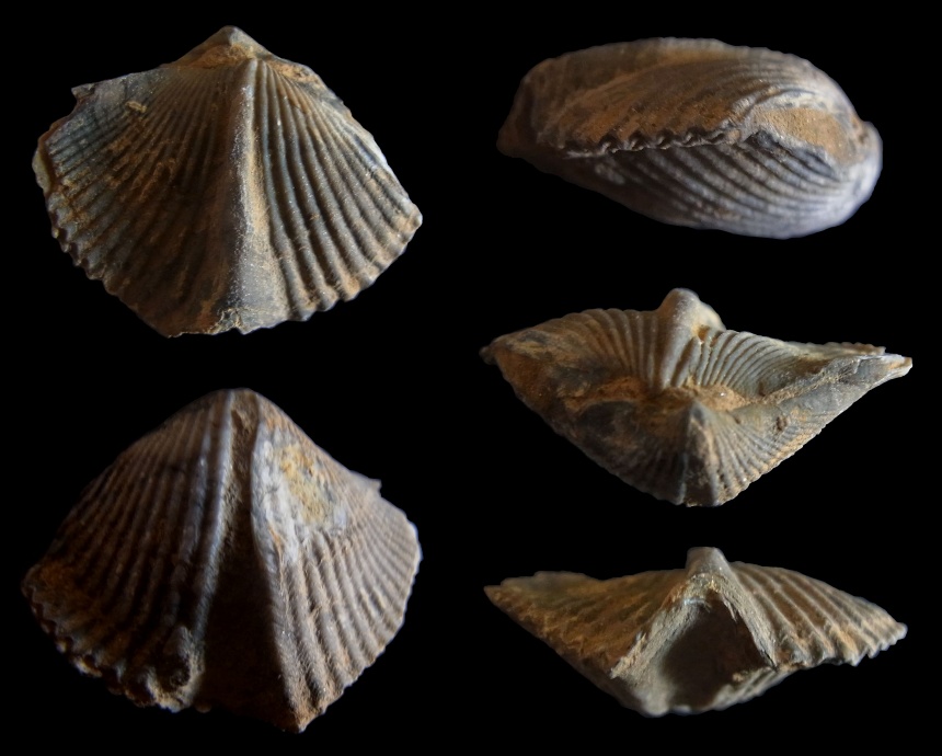 Brachiopode Tenuicostella cf. tenuicosta (SCUPIN 1900)