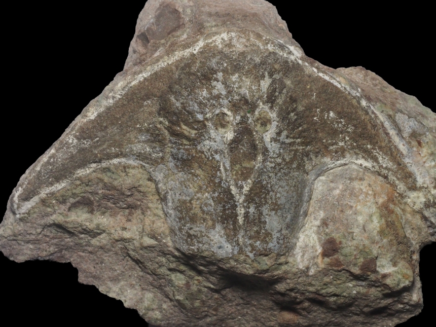 Stensiopelta pustulata Janvier, 1985