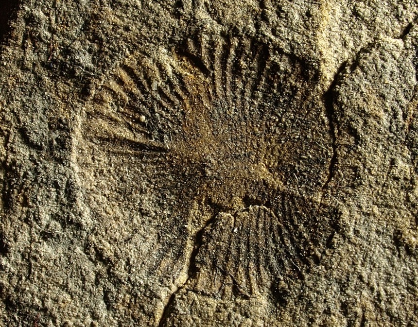 Dickinsonia costata SPRIGG, 1947
