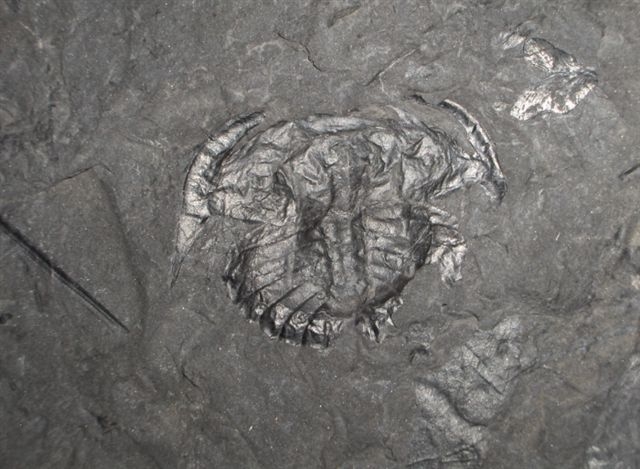 05 - Fossil des Monats Mai 2006