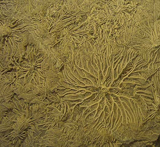 09 - Fossil des Monats September 2006