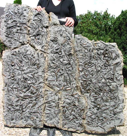 08 - Fossil des Monats August 2006