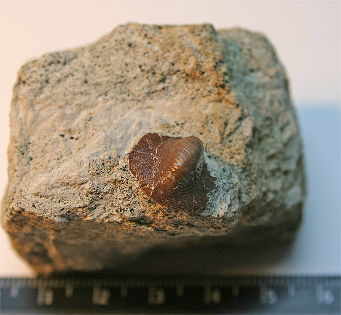 04 - Fossil des Monats April 2006