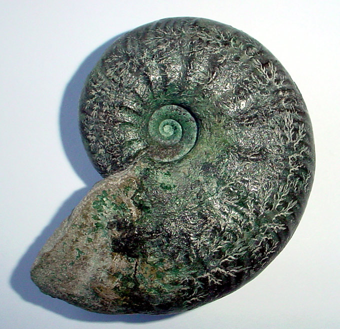 07 - Fossil des Monats Juli 2006 (2)