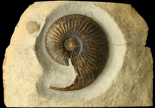 01 - Fossil des Monats Januar 2011