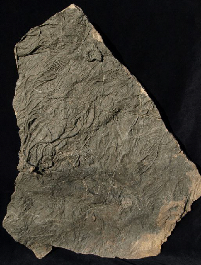 03 - Fossil des Monats März 2011