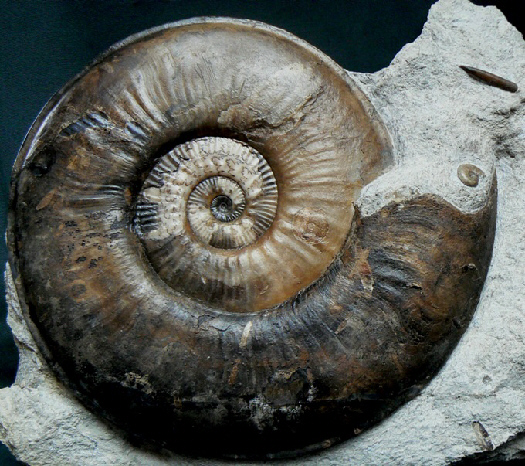 04 - Fossil des Monats April 2011