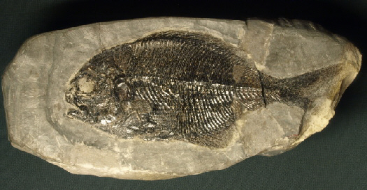 05 - Fossil des Monats Mai 2011