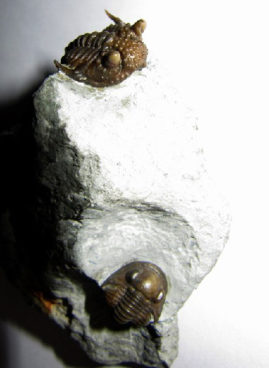 07 - Fossil des Monats Juli 2011 - FOSSIL DES JAHRES 2011