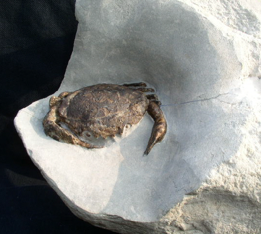 08 - Fossil des Monats August 2011