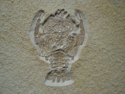 09 - Fossil des Monats September 2011