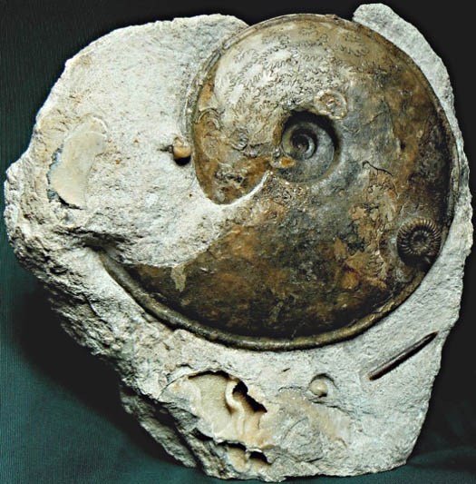 10 - Fossil des Monats Oktober 2011