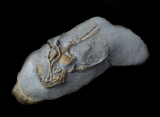 12 - Fossil des Monats Dezember 2011