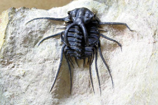 01 - Fossil des Monats Januar 2012