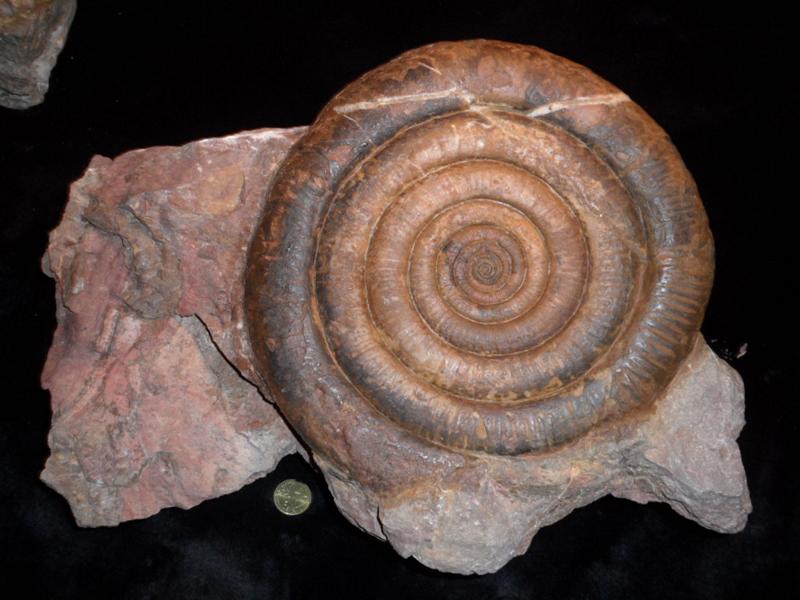 10 - Fossil des Monats Oktober 2012