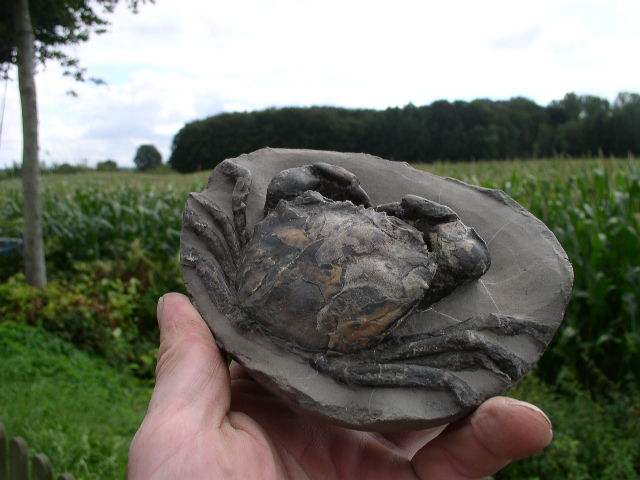 09 - Fossil des Monats September 2012