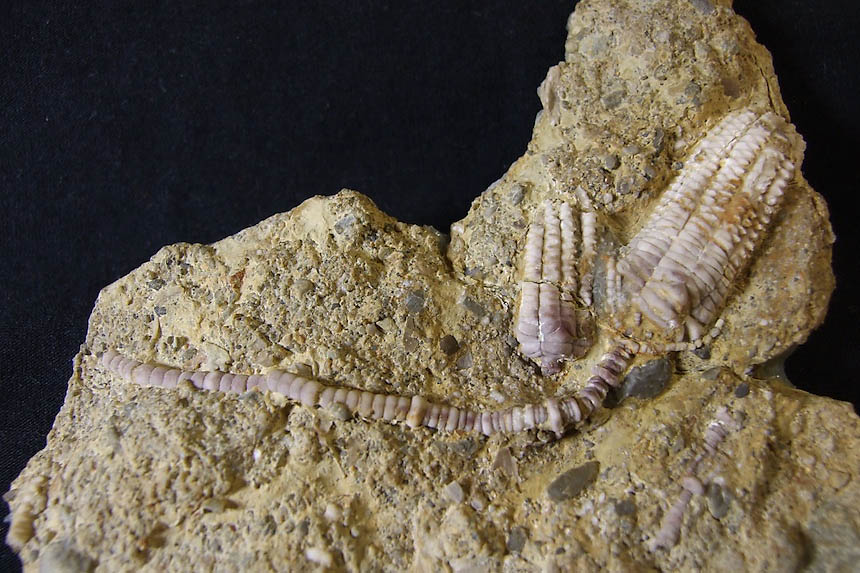 12 - Fossil des Monats Dezember 2012