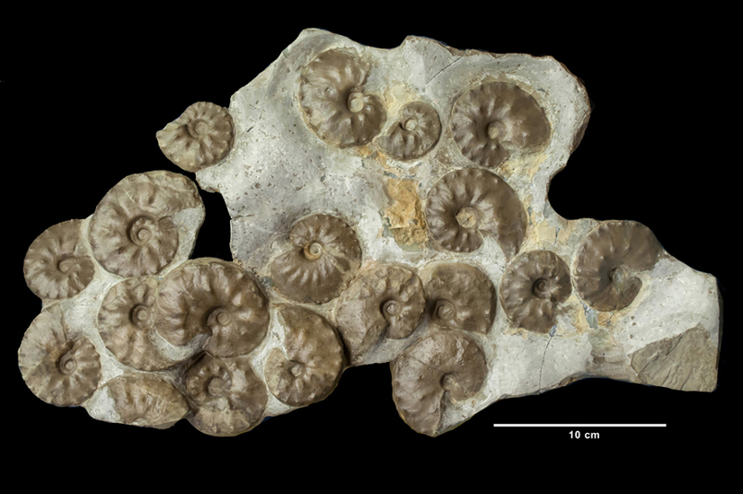 08 - Fossil des Monats August 2015
