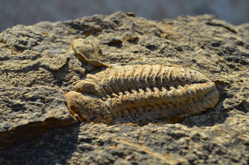 09 - Fossil des Monats September 2015