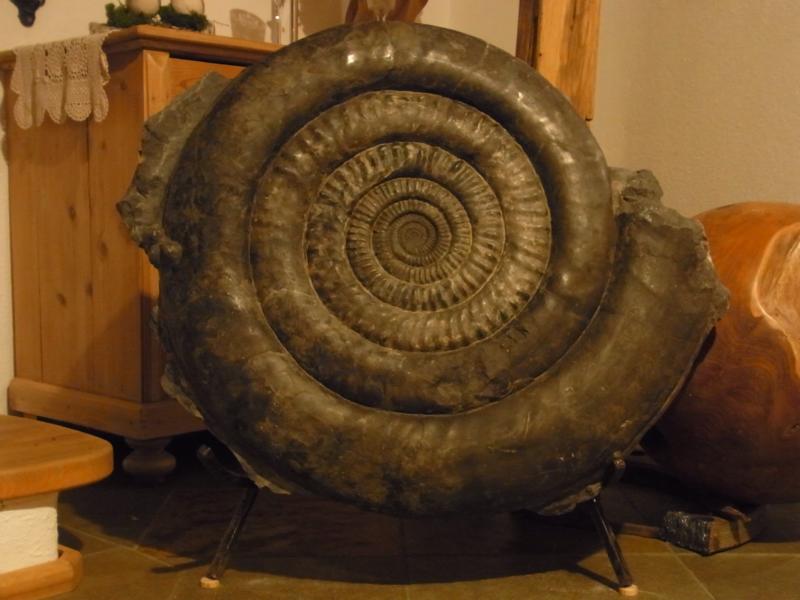 03 - Fossil des Monats März 2016