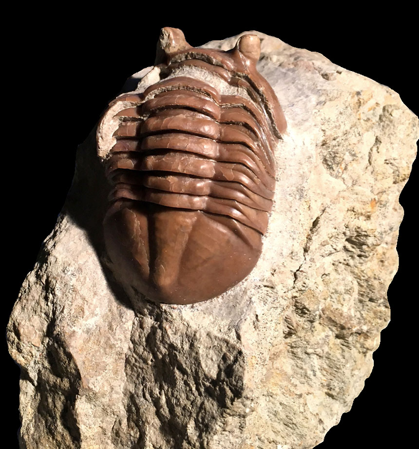 11 - Fossil des Monats November 2016